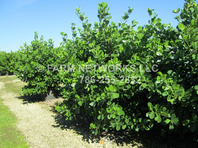 100 Gallon Clusia Wholesale