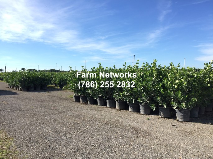 15 Gallon Clusia-Homestead