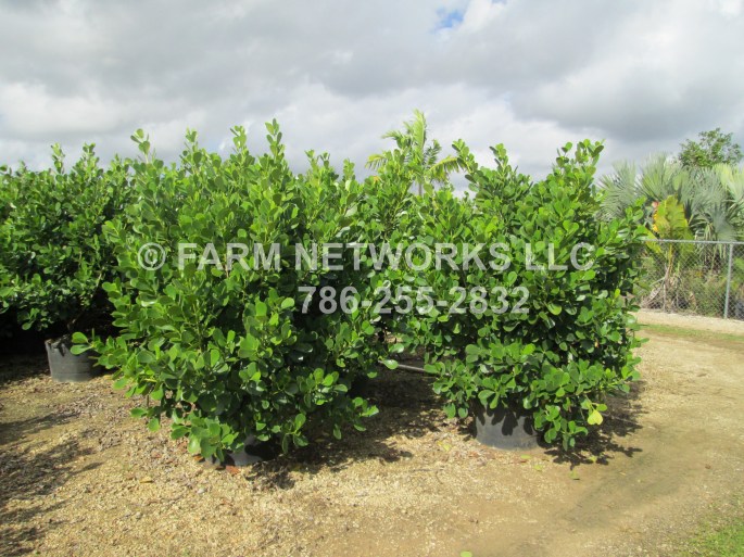 25 Gallon Clusia for Sale