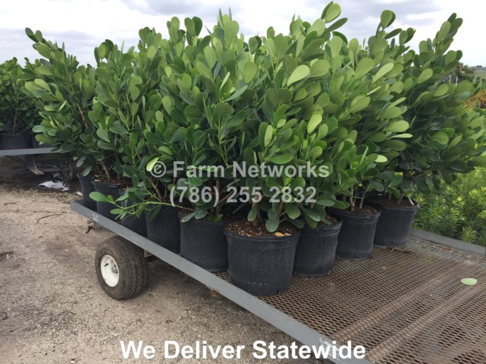 3 Gallon Clusia-Homestead