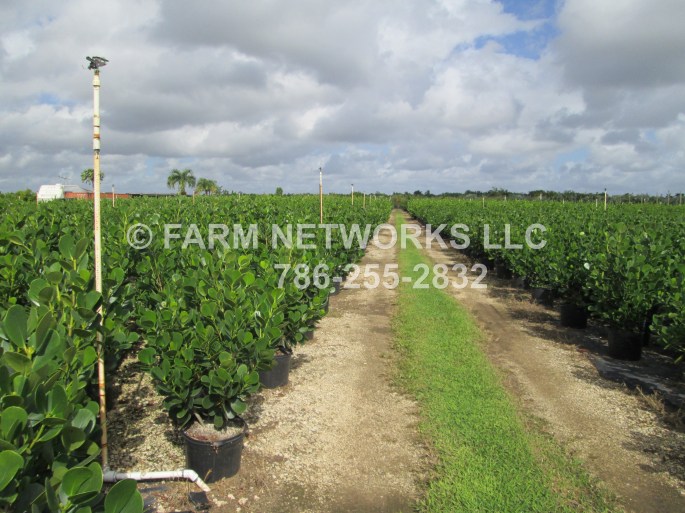 3 Gallon Clusia Wholesale.JPG