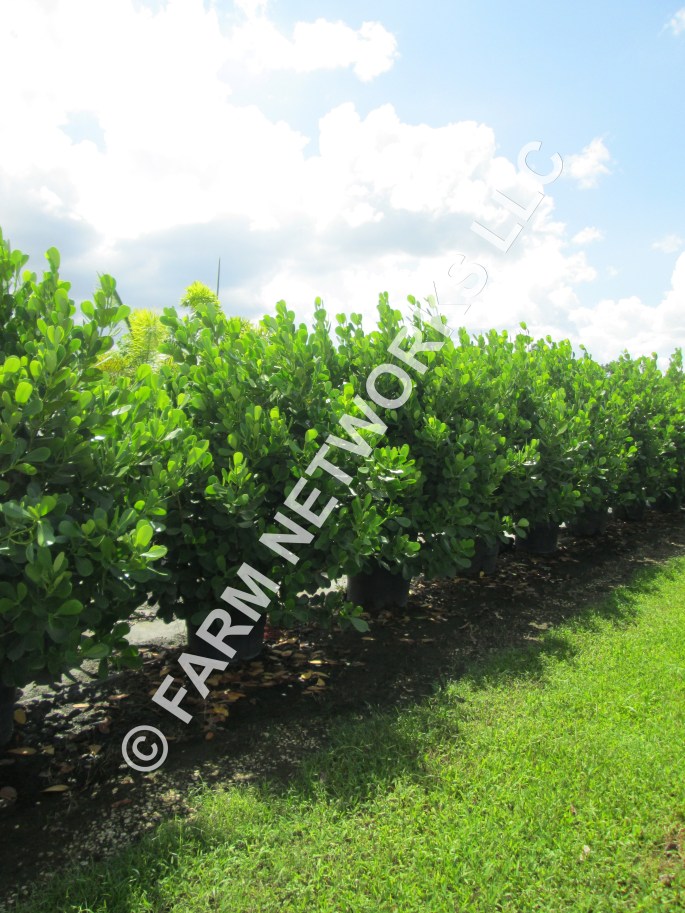 30 Gallon Clusia for Sale