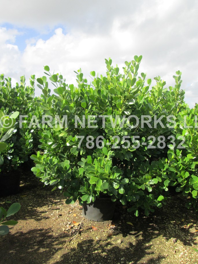 45 Gallon Clusia Wholesale