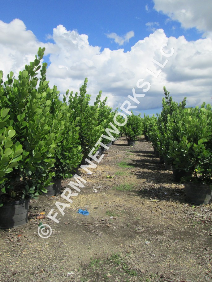 5 Gallon Clusia for Sale