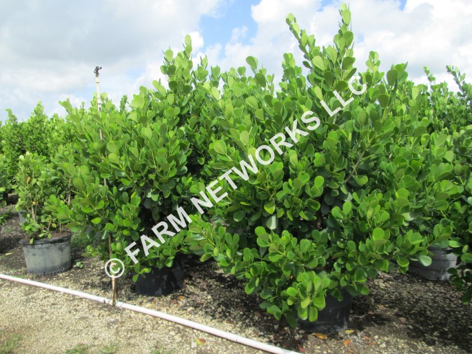 65 Gallon Clusia Wholesale