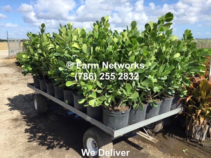 7 Gallon Clusia-Homestead