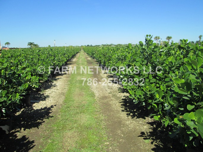 Small Leaf Clusia Hedge