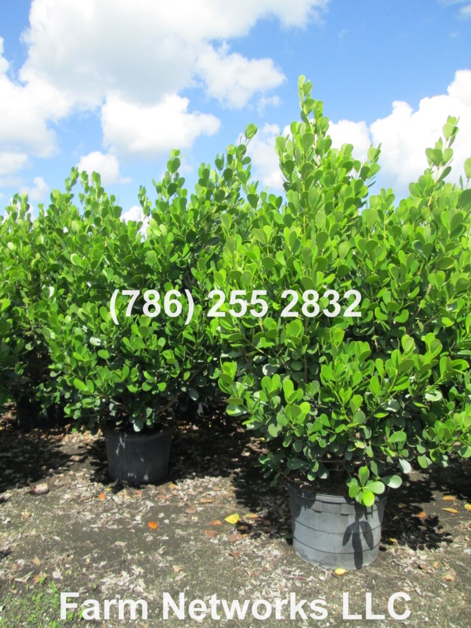 Clusia Hedge for Sale-15 Gallon