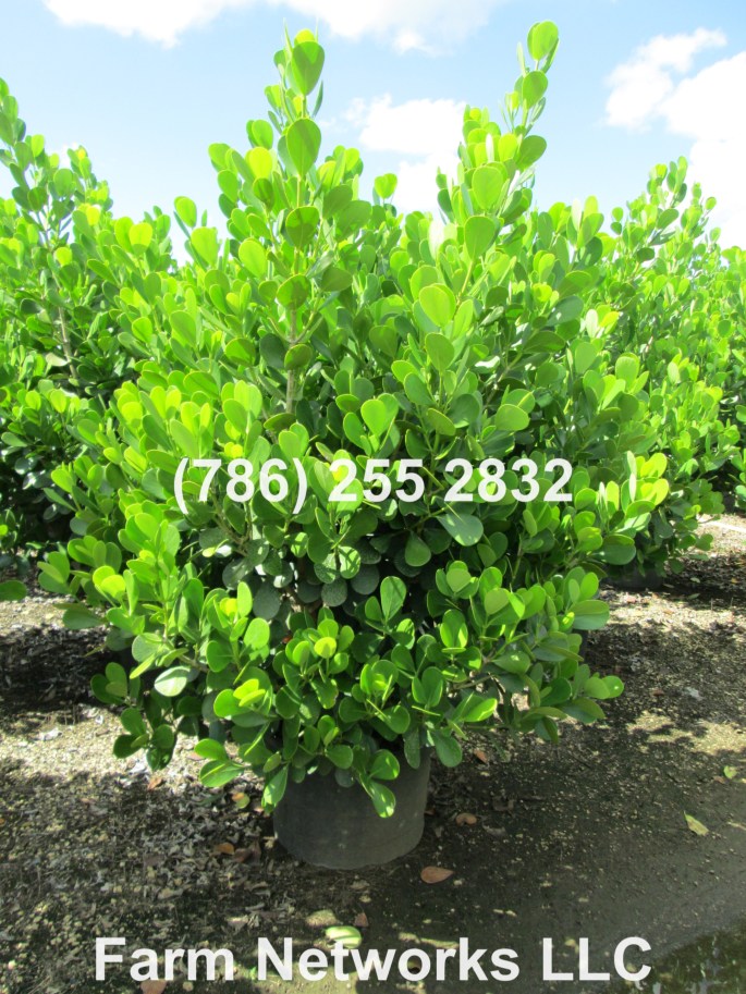 Clusia Hedge for Sale-25 Gallon