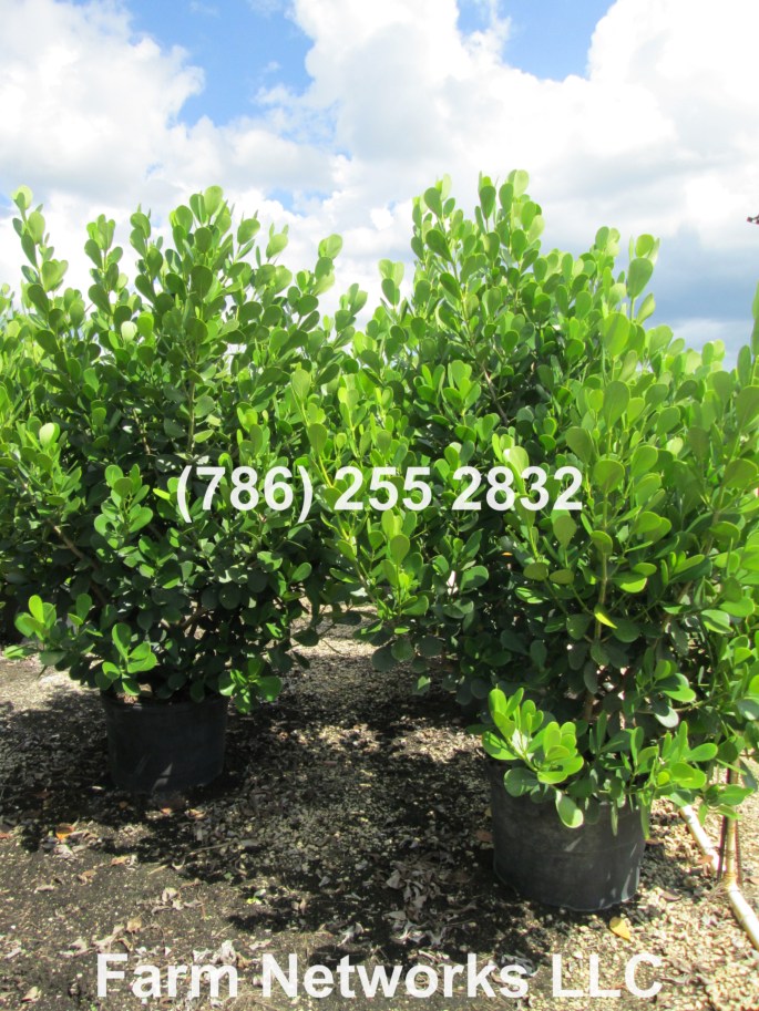 Clusia Hedge for Sale-3 Gallon