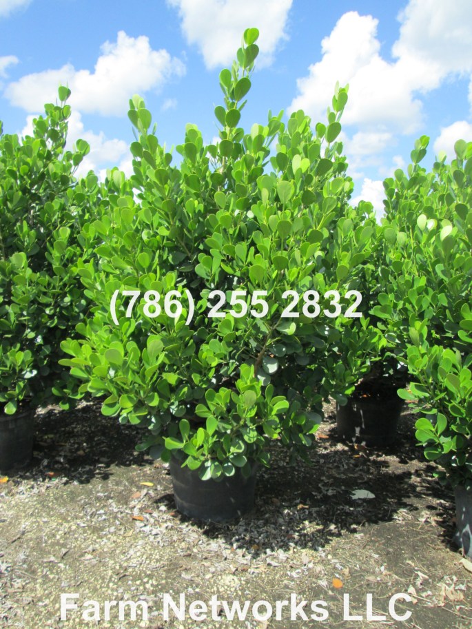 Clusia Hedge for Sale-3-Gallon