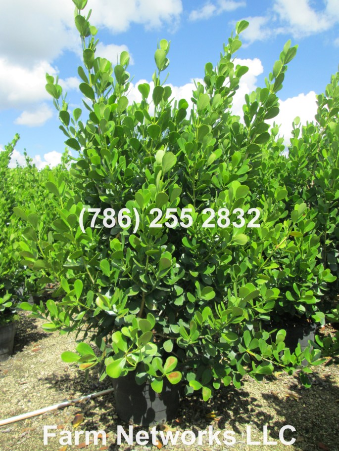 Clusia Hedge for Sale-30 Gallon