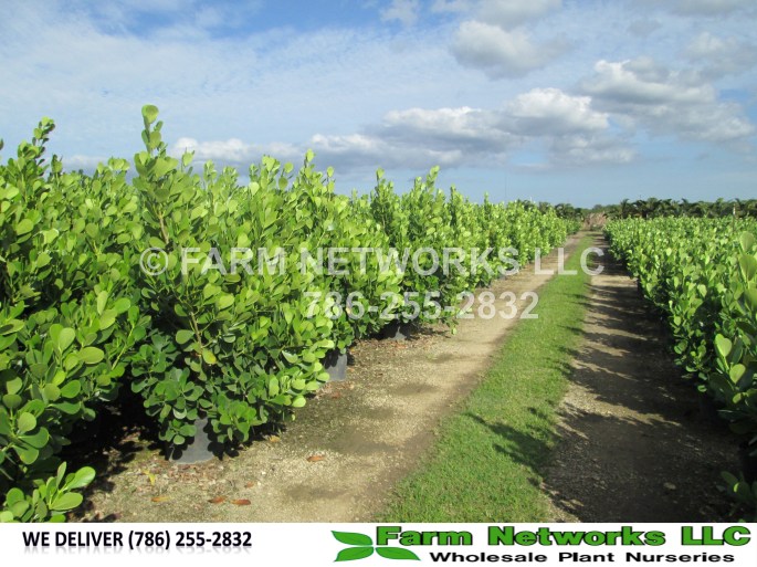 Clusia Hedge Plants for Sale