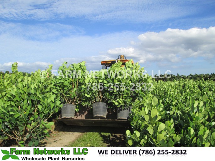 Clusia Nursery 10 Gallon