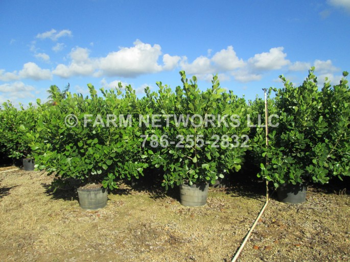 Clusia Nursery 65 Gallon