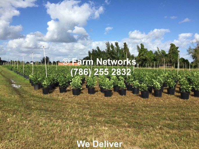 Clusia Nursery Homestead Florida