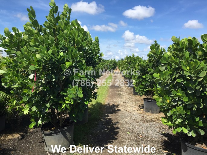 Clusia Nursery Jupiter Florida