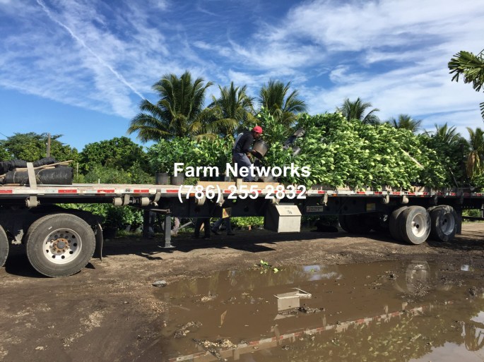 Clusia Nursery Miami Florida