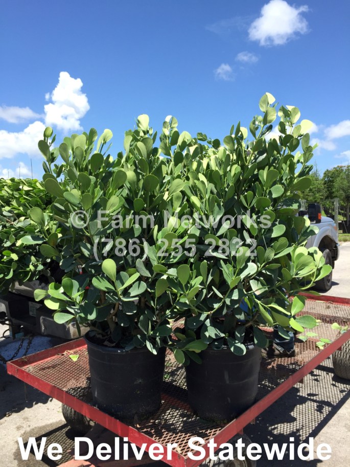 Clusia Nursery Naples Florida