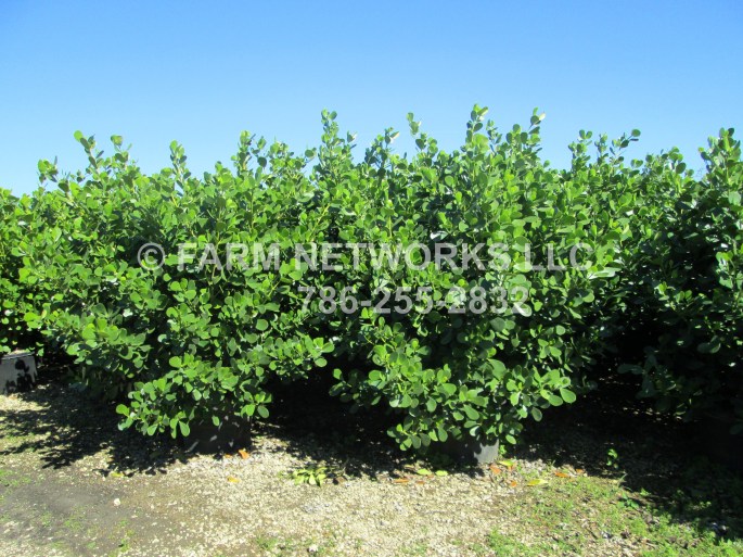 Clusia Nursery Palm Beach