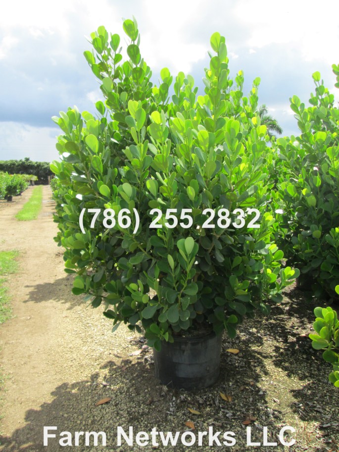 Clusia Plant Nursery