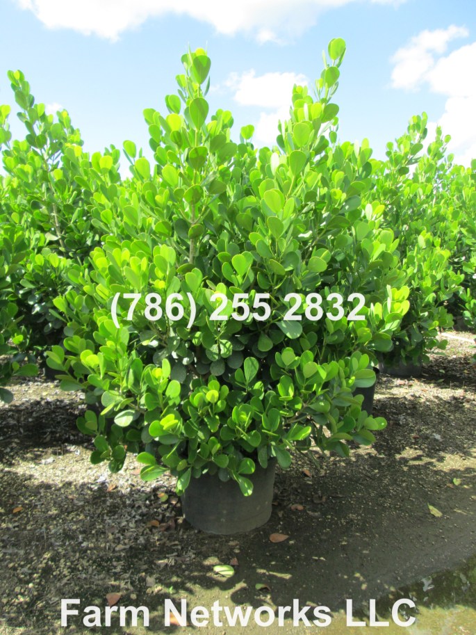 Palm Beach Florida-25 Gallon Clusia