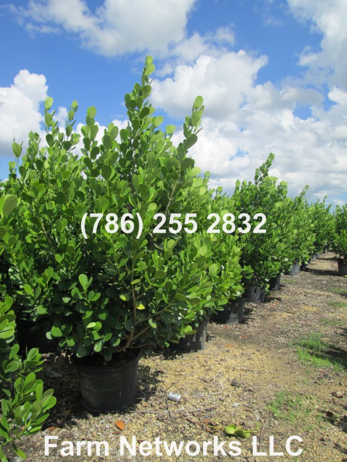 Palm Beach Florida Clusia