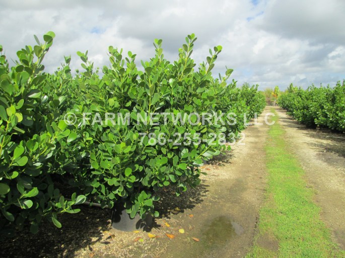 Vero Beach-Plants-Nursery