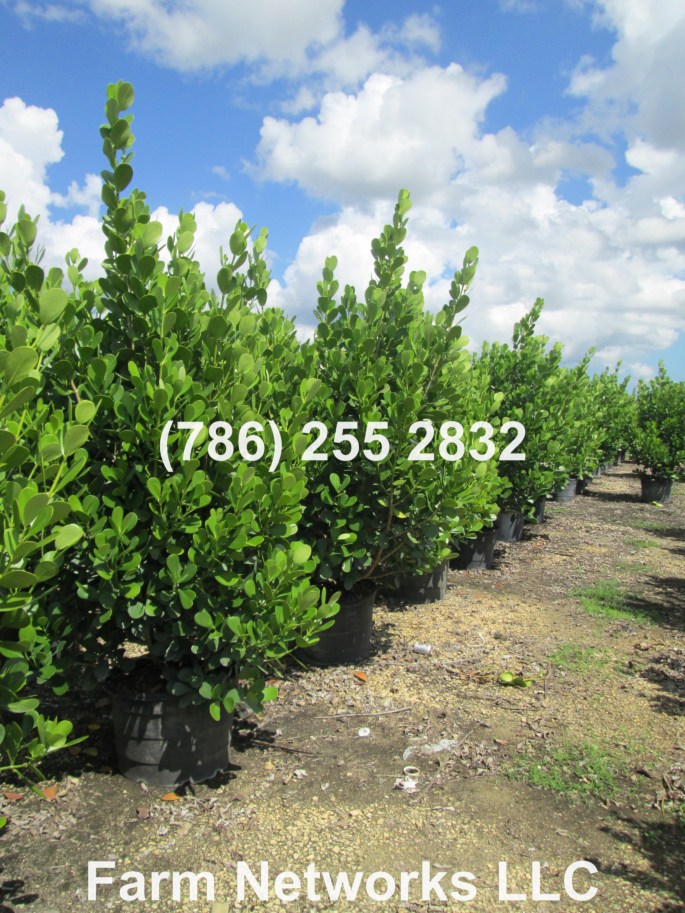 West Palm Beach 25 Gallon Clusia